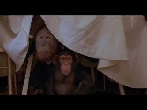 Babe: Malac a városban