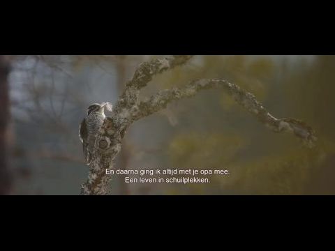 Az erdő zenéje 