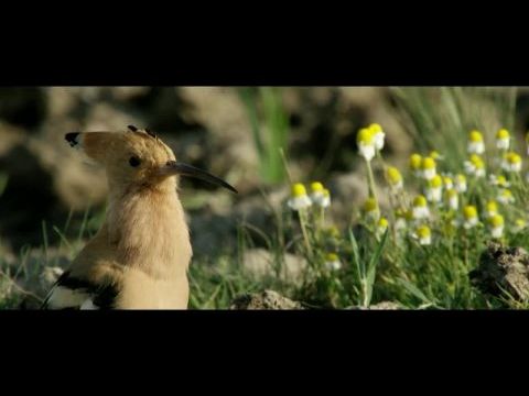 Vadlovak - Hortobágyi mese 