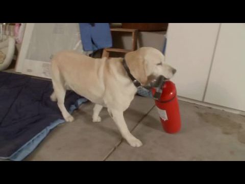 A kutya, aki megmentette a húsvétot