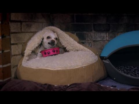 Life in the Doghouse