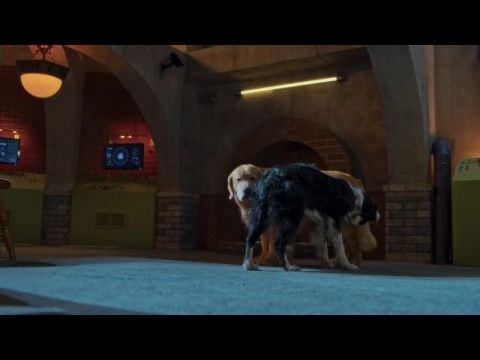 Kutyák és macskák 3. - A mancs parancs