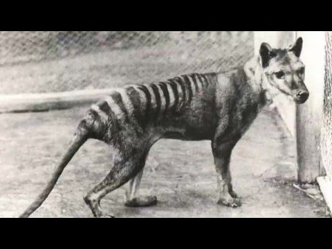 Escape from Extinction