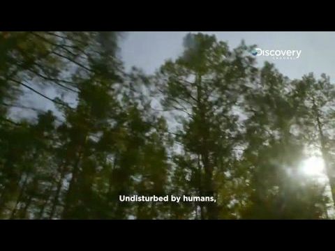 Élet Csernobil után