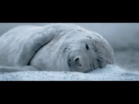 Silence of the Tides