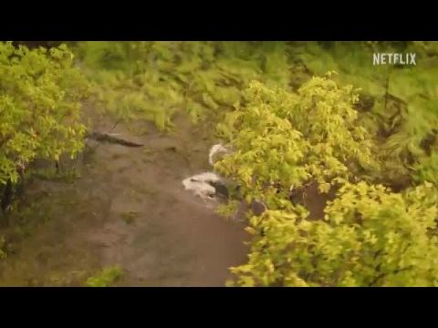 A krokodilok földjén