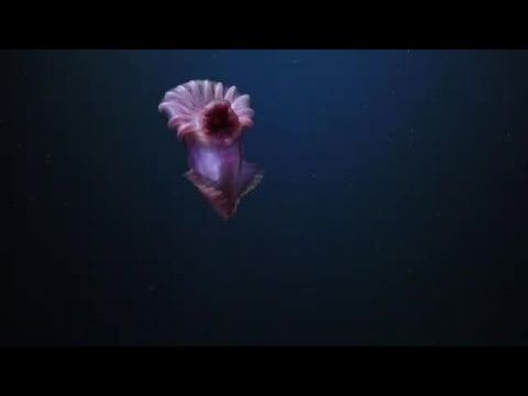 Megszólal a mélység