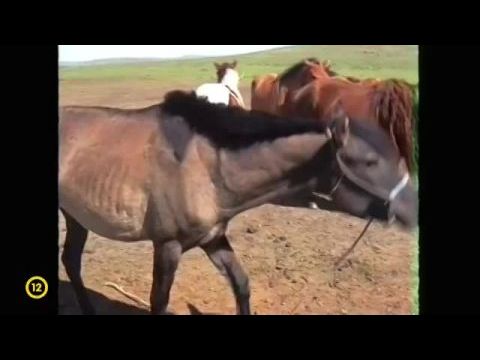 A legbelsőbb Ázsia - Magyarok nyomában Mongolországban