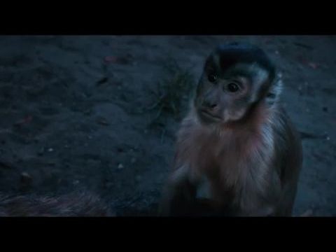 Akiko, a repülő majom