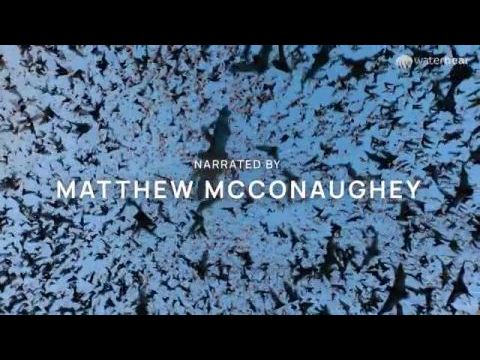 A szív mélyén: Egy vadvilági történet Texasban