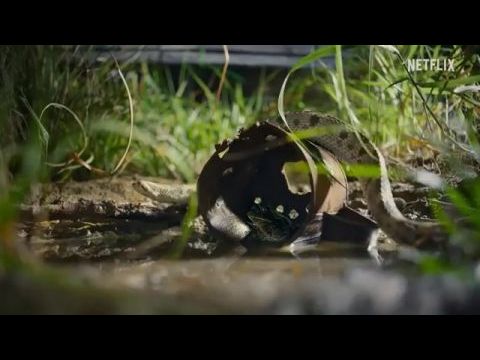 Félelmetes természet - 1. évad