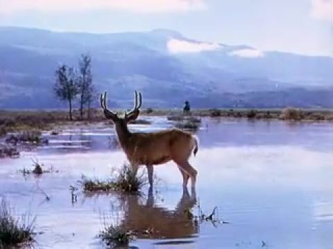 Idegen a vadnyugaton