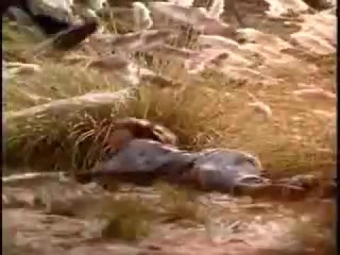 Rock and roll szamuráj