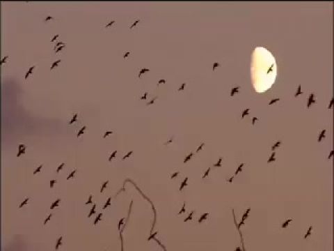 Köd: Egy juhászkutya kölyök meséje