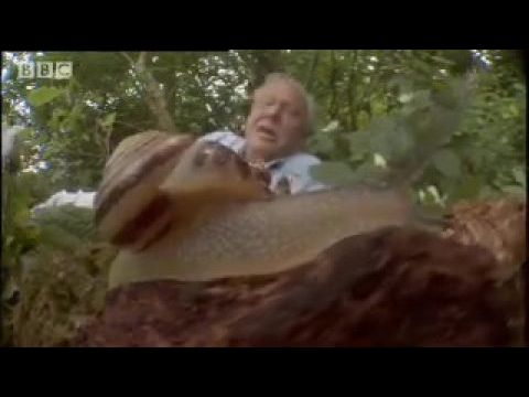 Élet a növények között