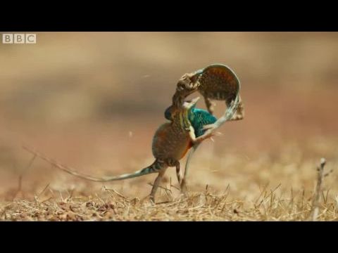 Hét világ, egy bolygó / Egy bolygó hét világa