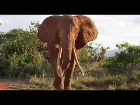 Az elefántkirálynő