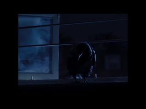 The Thing with Feathers