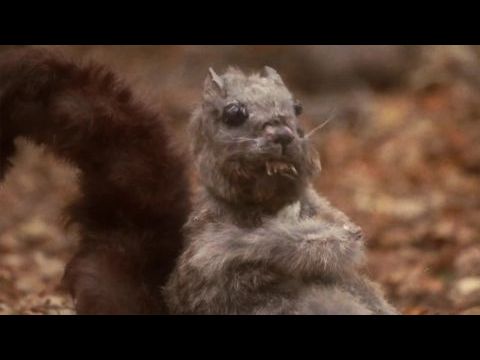 Antrum: The Deadliest Film Ever Made