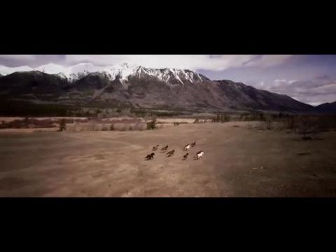 A vadlovak megmentése