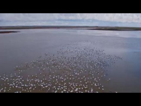 Szárnyalás a vizek felett