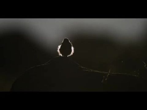 La panthère des neiges