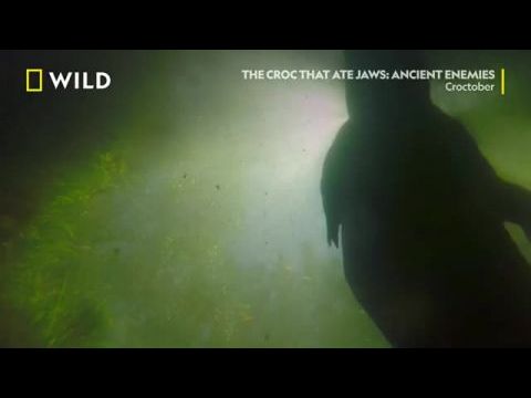 Cápák a krokodilok ellen: Ősi ellenségek