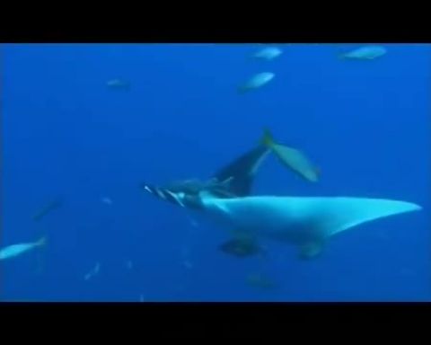 Az óceánok varázslatos világa