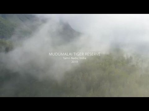 Az elefántsuttogók