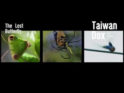 Az eltűnt pillangó