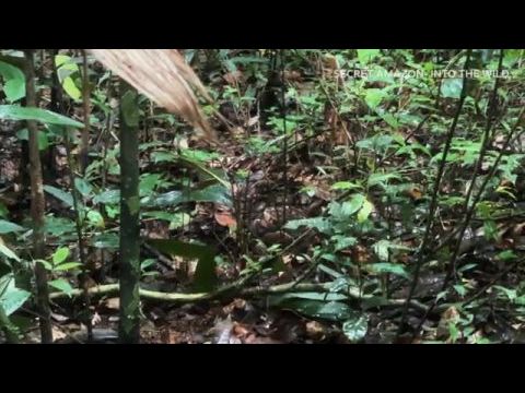 Titkos Amazónia: Utazás a vadonban