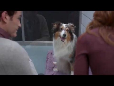  Karácsonyi kutyamentés 