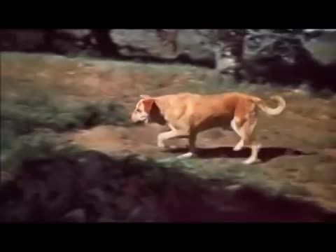 Betyár, a hűséges tolvaj