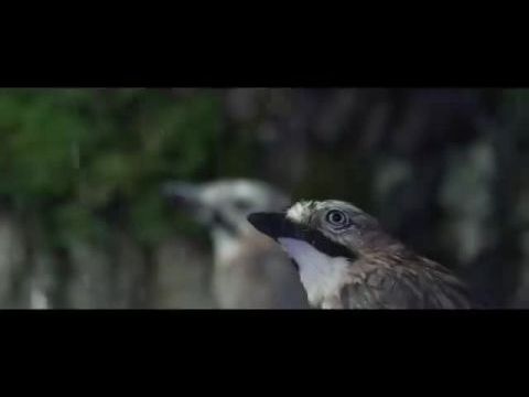 A tölgy - Az erdő szíve