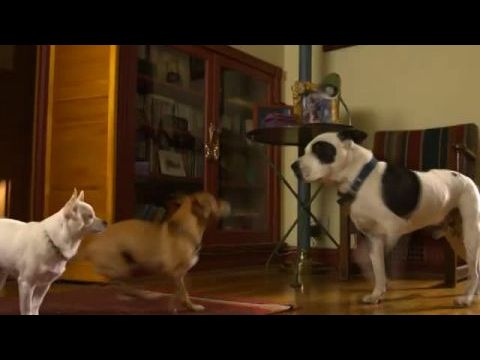 Gazdátlanul Mexikóban 2.