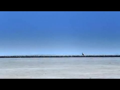 The Crimson Wing: Mystery of the Flamingos