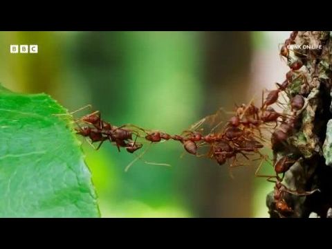 Philomena Cunk szerint az élet értelme