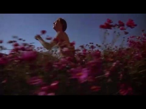 Egy kosaras naplója